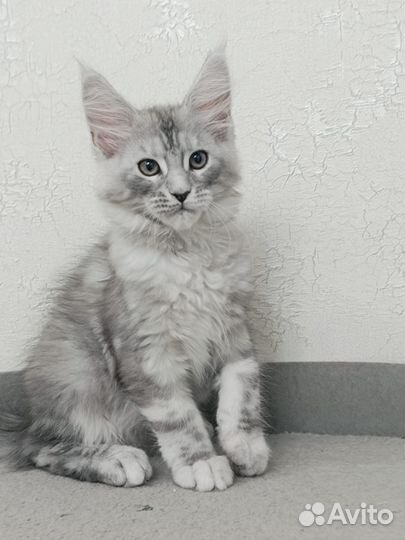 Котята мейн-кун