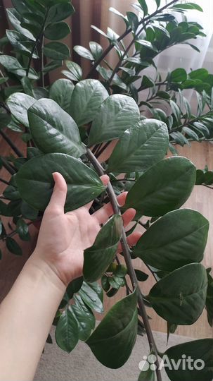 Замиокулькас большой