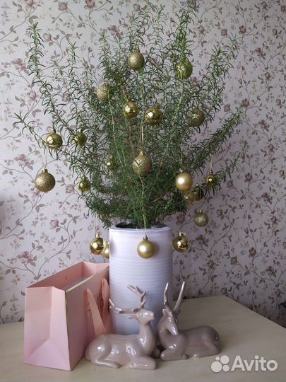 Розмарин - живая 