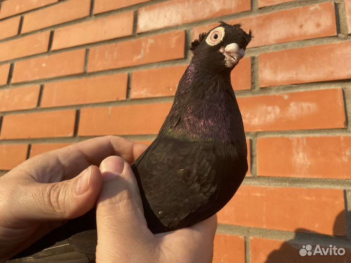 Голуби разных пород