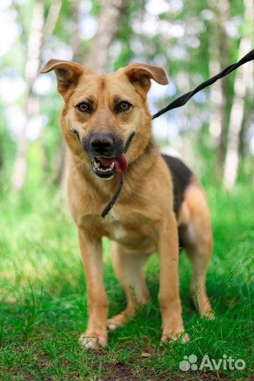 Собака улыбака из приюта в дар