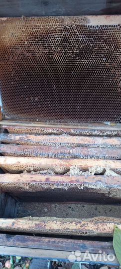 Пчелы и улья