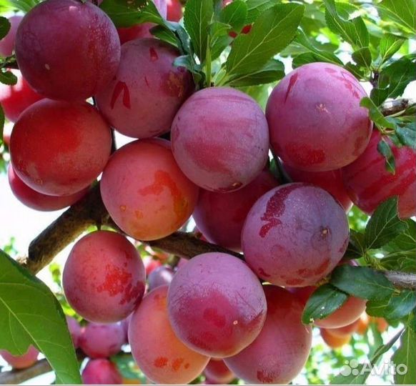 Саженцы сливы красной и синей