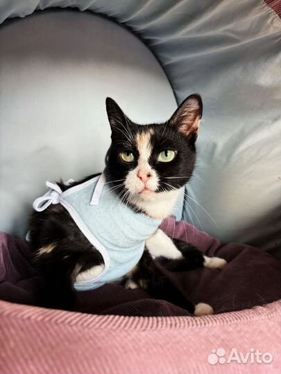 Зеленоглазая трёхцветочка кошечка в добрые руки