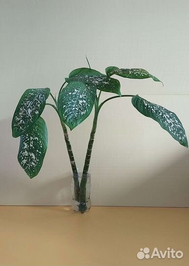 Диффенбахия декоративное, комнатное растение