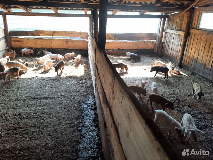 Поросята мангалица