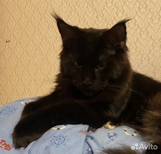 Мейн-кун