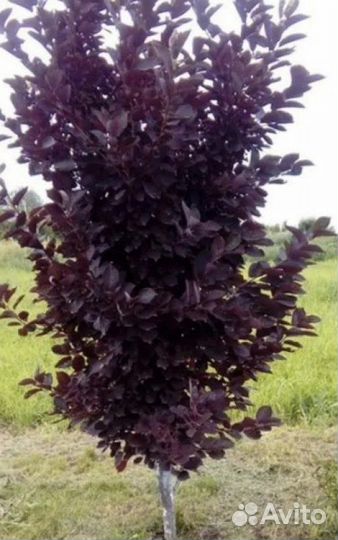 Черемуха краснолистная