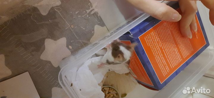 Декоративная мышь