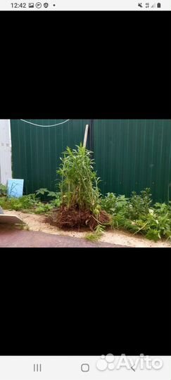 Октябрины. Цветет до ноября