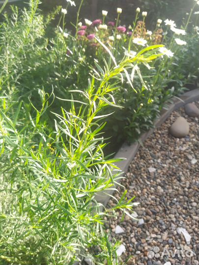 Эстрагон тархун