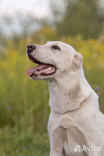 Подрощенная девочка среднеазиатская овчарка