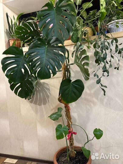 Монстера, бегония и др. комнатные цветы