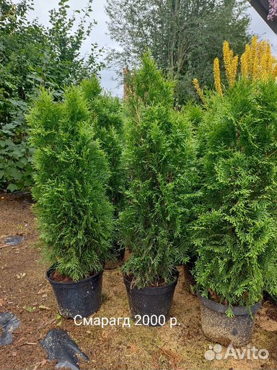 Саженцы в ассортименте