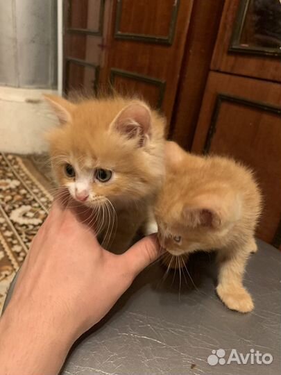 Котята в добрые руки бесплатно
