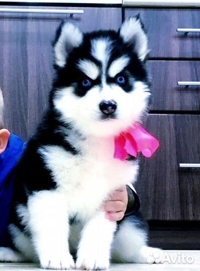 Сибирские Хаски - девочки и мальчики - для Вас