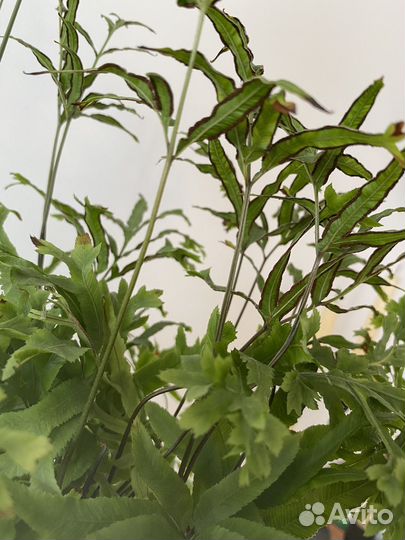 Комнатные растения