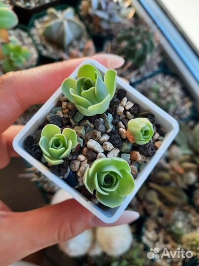 Суккуленты в ассортименте
