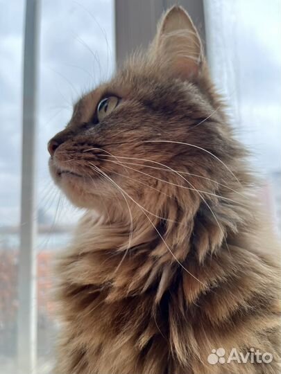 Кошке нужна помощь и новый дом