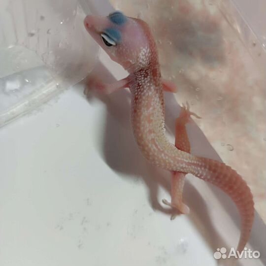 Геккон эублефар