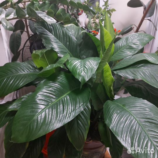 Спатифиллум Лауретта (крупный)
