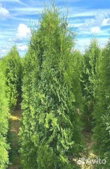 Туя колумна/Оптом