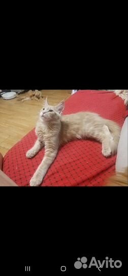 Продам мейн-кунов