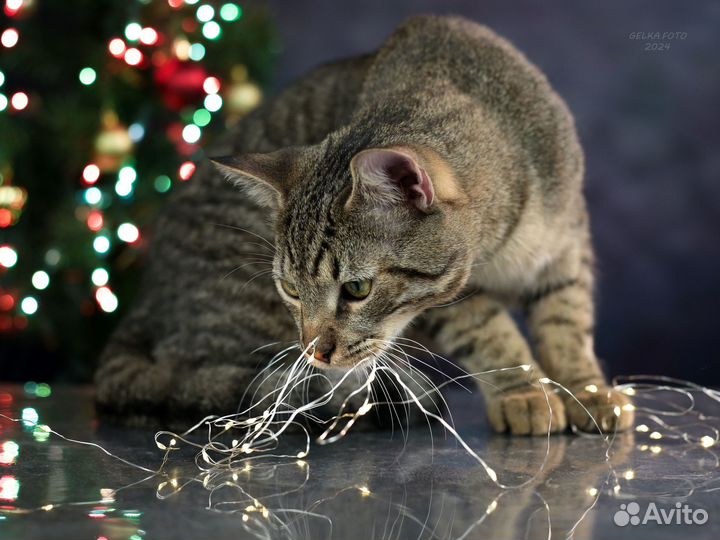 Отдам котенка в хорошие добрые руки