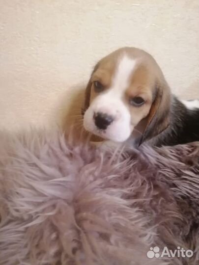 Щенки Бигль