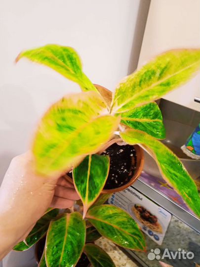 Аглаонема Амелия