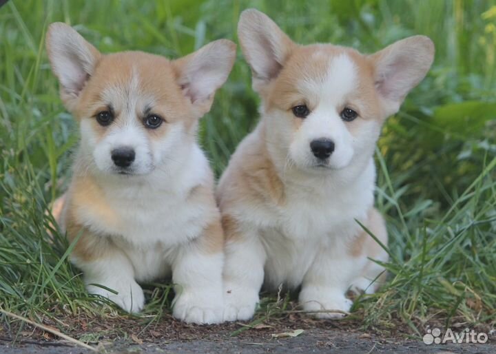 Щенки вельш корги пемброк