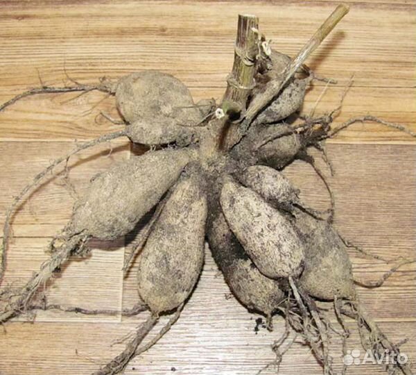 Георгины клубни