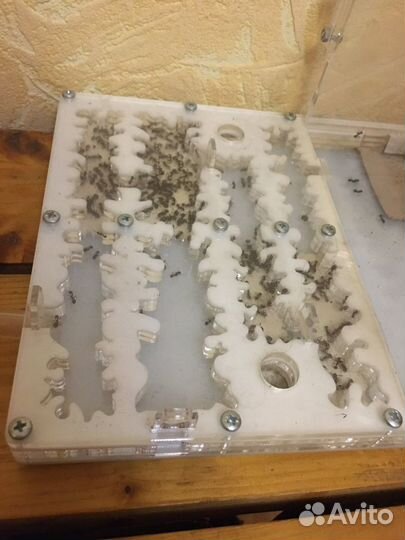 Муравьиные фермы