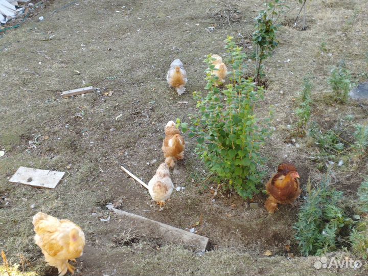 Куры молодки несушки и Петушки молодые