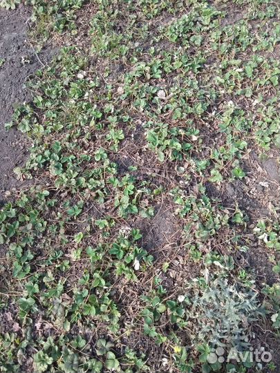 Саженцы плодовых деревьев