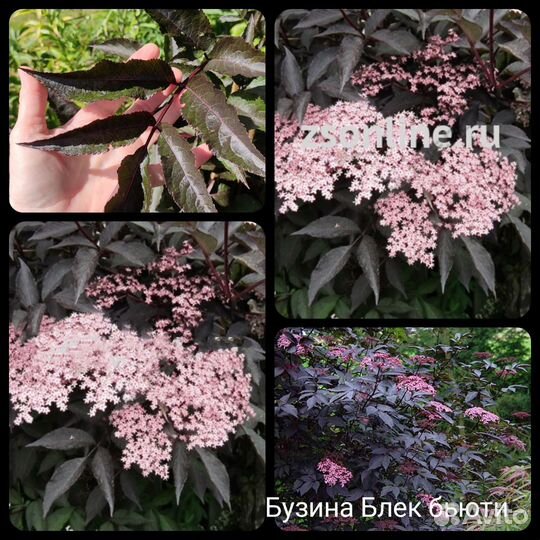 Кустарники декоративные