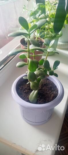 Крассула толстянка