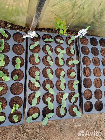 Продам рассаду