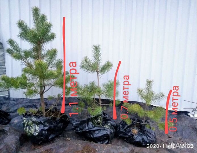 Сосны с комом для зелёной изгороди 0.5-1.5 мет