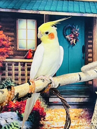 Попугаи корелла