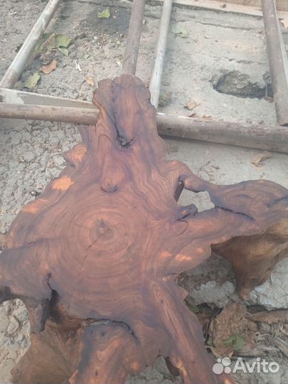 Корень дерево