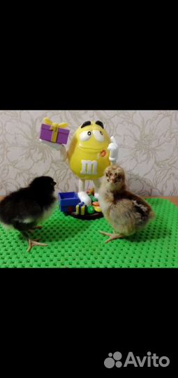 Цыплята суточные Московская черная