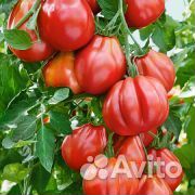 Семена томата Розо Паво F1 (Испания)