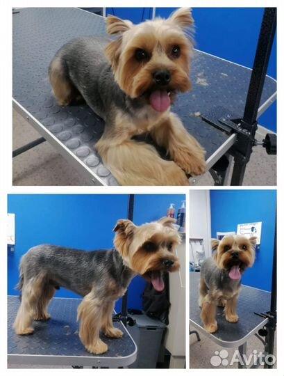 Стрижка собак и кошек. Груминг