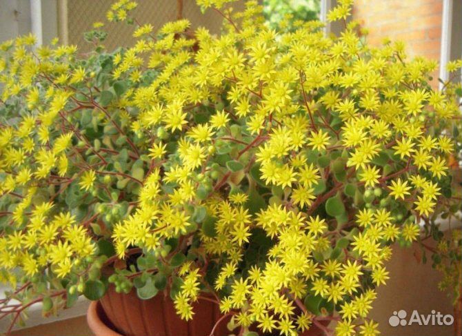 Аихризон (Дерево любви)