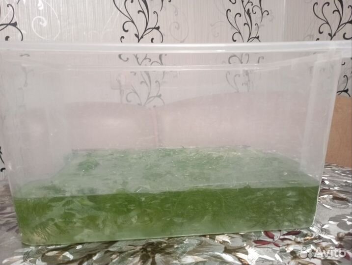 Водоросли для аквариума