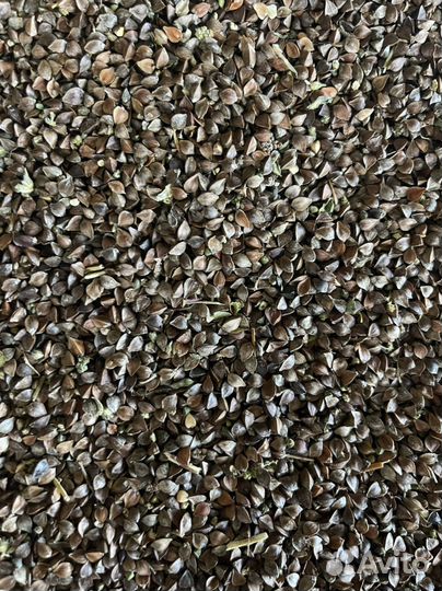 Семена канадской гречихи