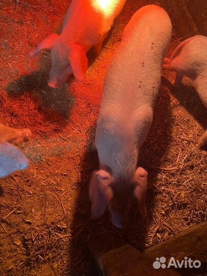 Поросята Ливинской породы