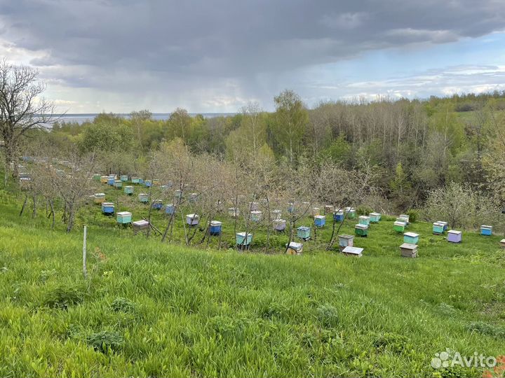 Продам пчелосемьи