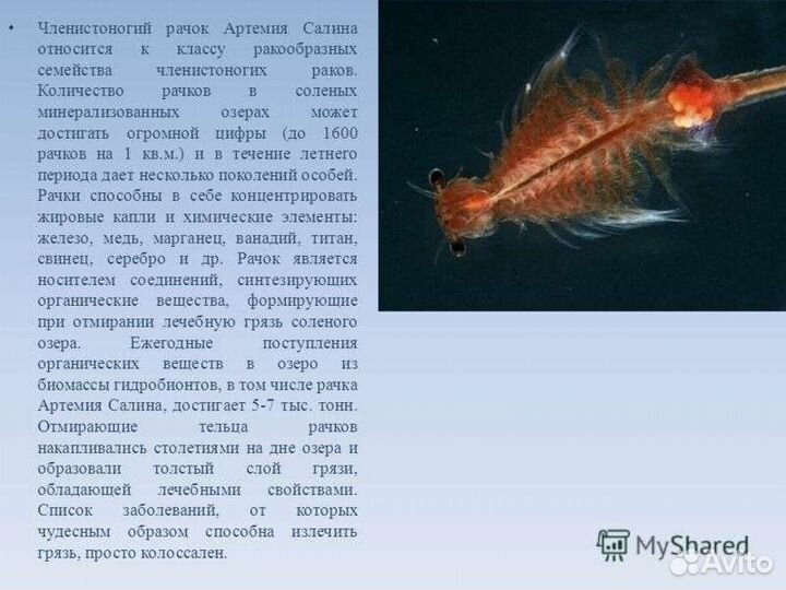 Соль рапа. Лечит суставы кожу целлюлит стресс сон